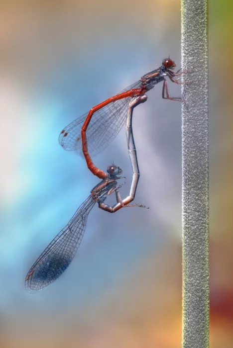 Daminelli, Fabrizio: Ceriagrion tenellum