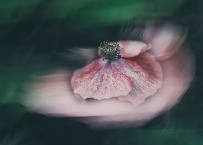 Chen, Li: Poppy dream