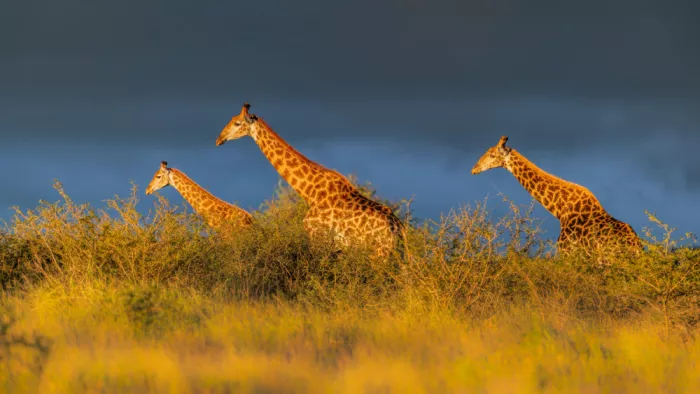 Zuo, Jun: Girafes au coucher du soleil