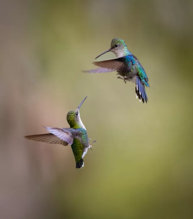 Zhu, Eugene: bird fight