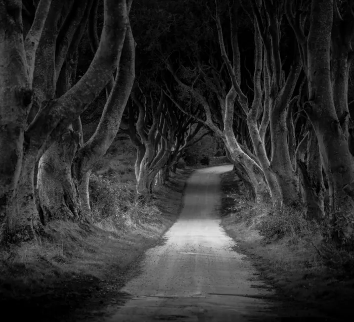 Li, Allan: The winding road