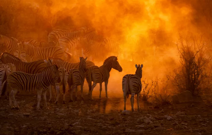 W, Joanna: Zebraherde bei Sonnenuntergang (Namibia)