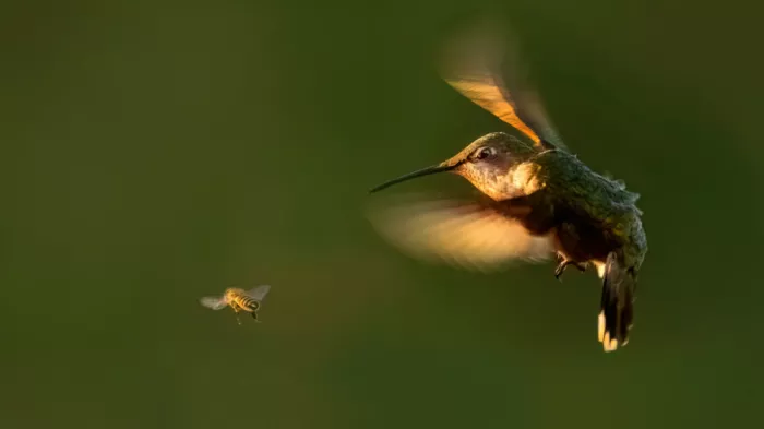 Luo, Dan: Hummingbird and bee: a garden duet