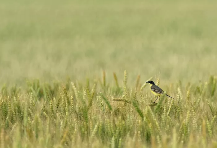 Miksik, Ivan: Wagtail on the field
