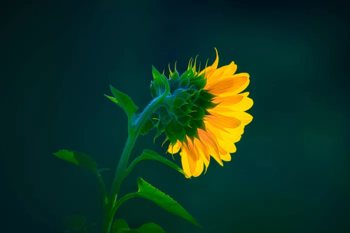 Ben.C.L: Brillo hacia el Sol