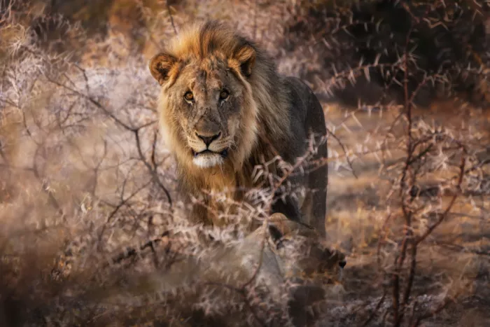 Gayan, Ricardo: El Rey
