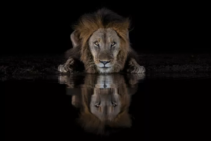 Zuo, Jun: Un lion la nuit