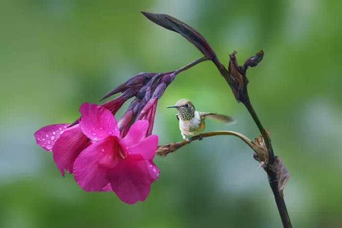 Zhao, Qing: Fresh Start