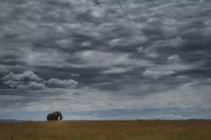 Marchegiani, Roberto: Rezervace Masai Mara