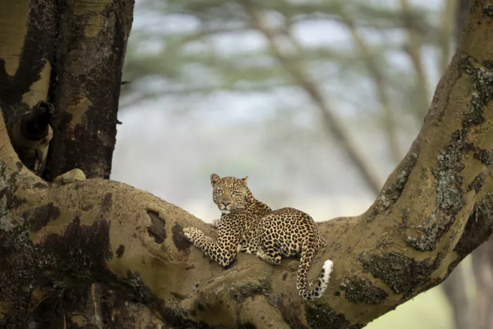 Marchegiani, Roberto: Portrét leoparda