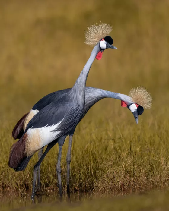 Elsheshtawy, Ahmed: Crowned Crane