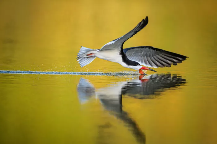 Li, Wanghan: Playing or Fishing