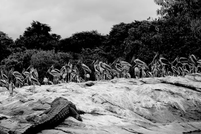 ch, Santhosh: Wilderness serena