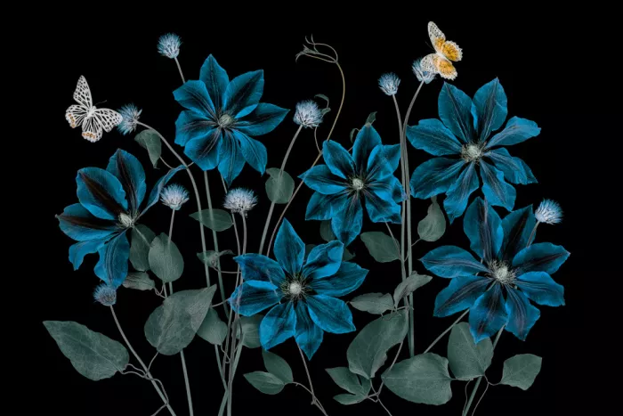 Jacobs, Lydia: Clematide blu gloriosa