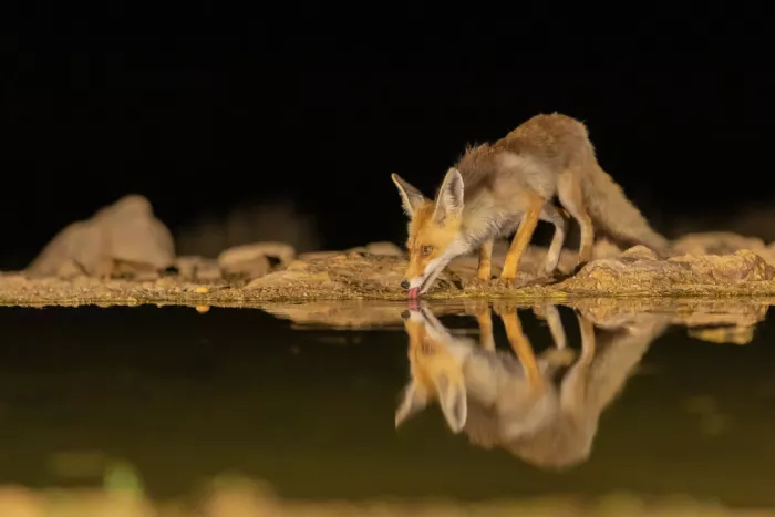 Mizrachy, Haim: FOX DRINKING AT NIGHT