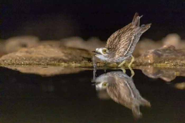 Mizrachy, Haim: Eurasian stone-curlew drinking at night