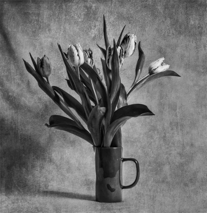 Derwood: Mono Tulpen