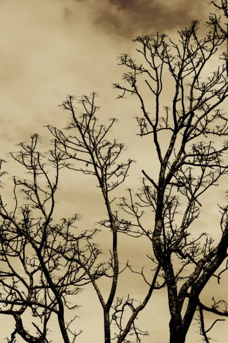 ch, Santhosh: Winter's Silhouette