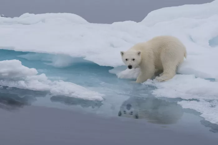 Chawla, Shobhit: The curious Cub.. Svalbard Archipelago