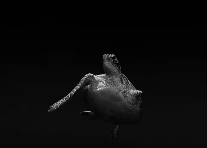 Lu, Jennifer: Survivor Turtle