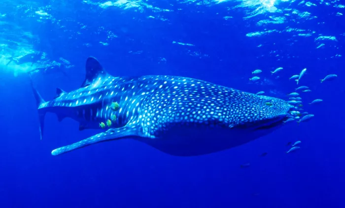 KOBAYASHI, KIMIO: Rêve de Requin-Baleine
