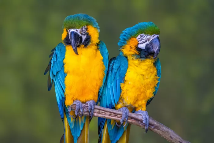 Strom, Mark: Birds of a Feather