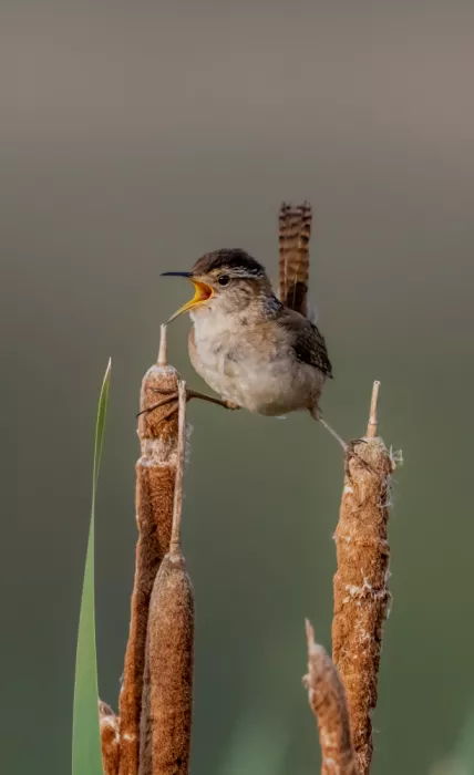 Procaccia, Itamar: Cattails and Marsh Wren
