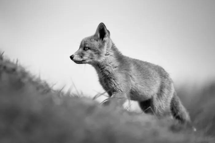 Guijt, Richard: Red Fox kit