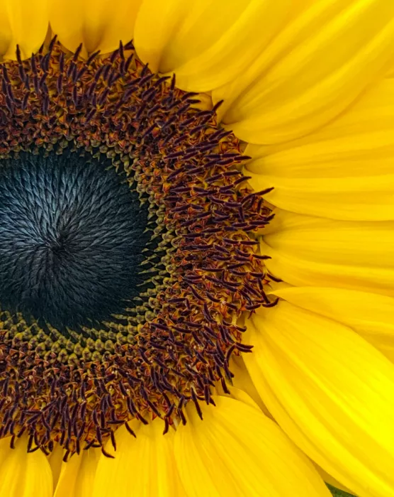 B, Sophie: Sunflower