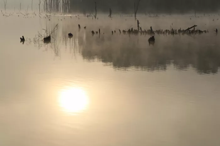 ch, Santhosh: Serenidad brumosa