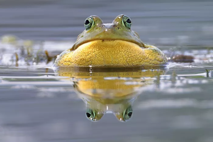 Matt: Bull frog.