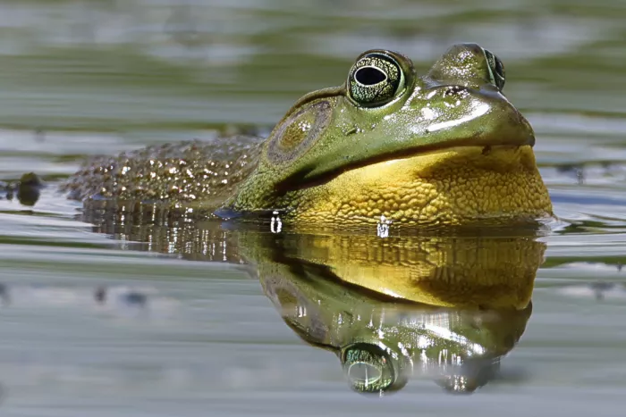 Matt: Bull frog.