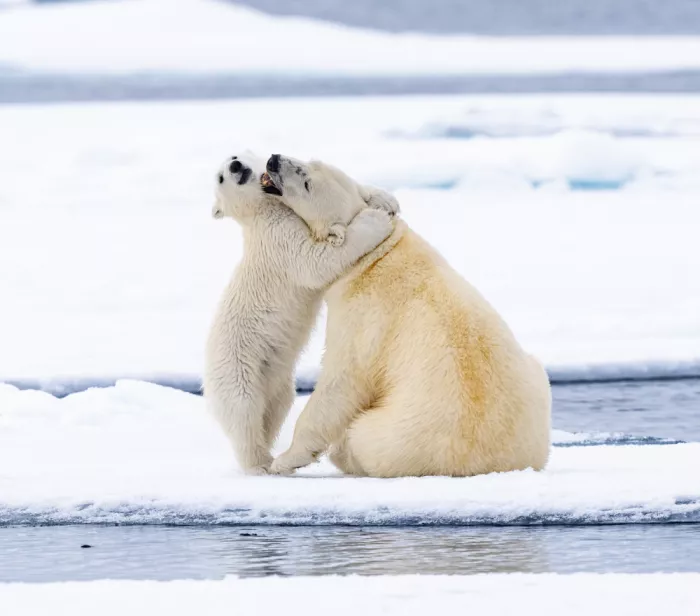 Nagpal, Manish: Arctic love