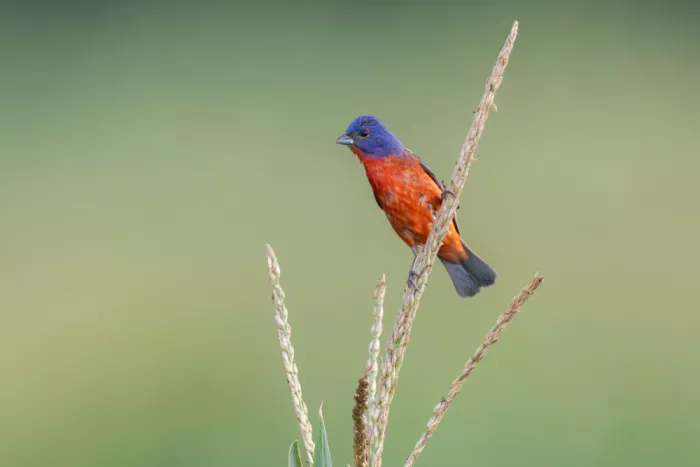 Wang, Max: Painted Bunting