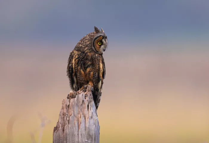 Huang, Johnson: Owl