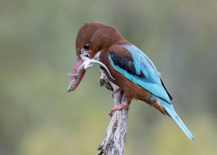Amer, Eyal: White-throated Kingfisher