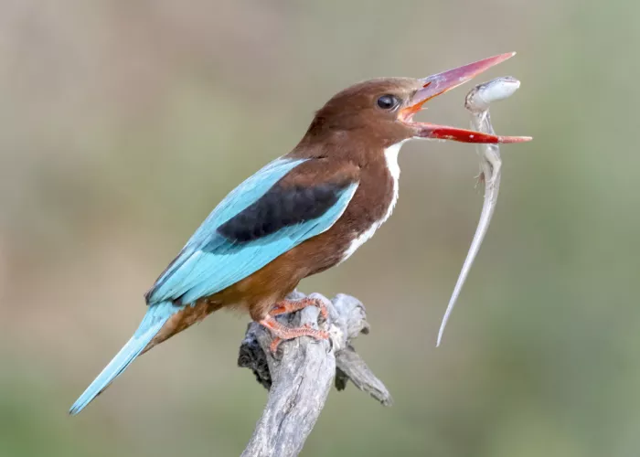 Amer, Eyal: White-throated Kingfisher