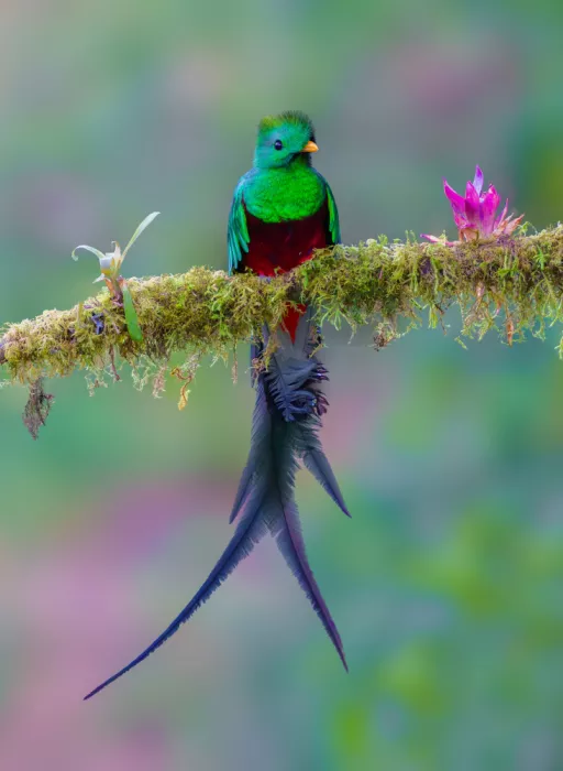 He, Mike: Resplendent quetzal