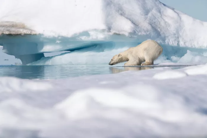 Nagpal, Manish: Hunting for seals