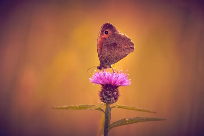 Williams, Stuart: Meadow Brown.
