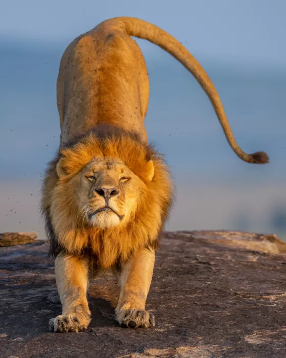 Elsheshtawy, Ahmed: KING