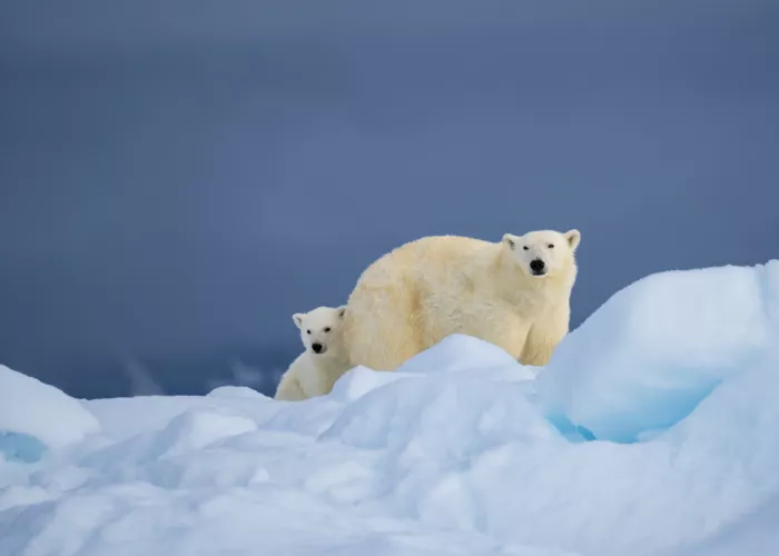 Chawla, Shobhit: Momma and me .. Svalbard