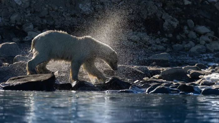 Chawla, Shobhit: The Shake .. Svalbard fjords