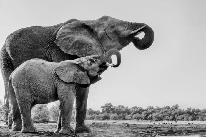 Zuo, Jun: Elefant beim Trinken