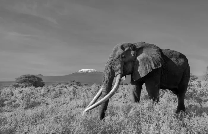 LI, MIN: Super Tusker y Kilimanjaro