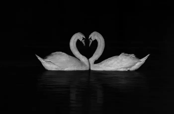 Huang, Johnson: White swan