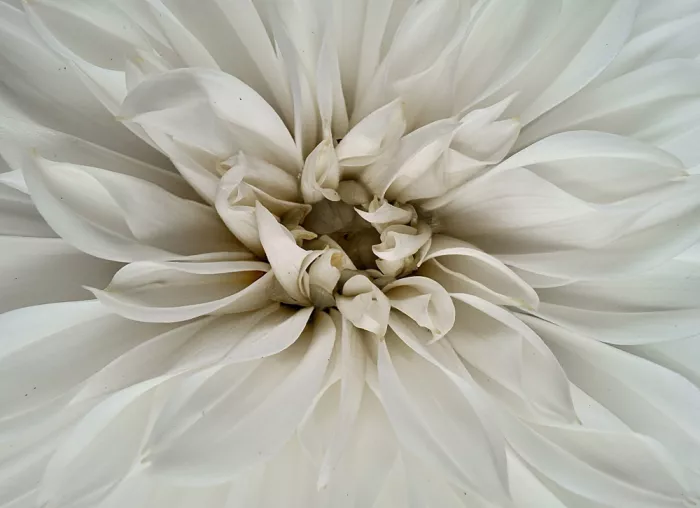 Louwen, Fred: Une dahlia