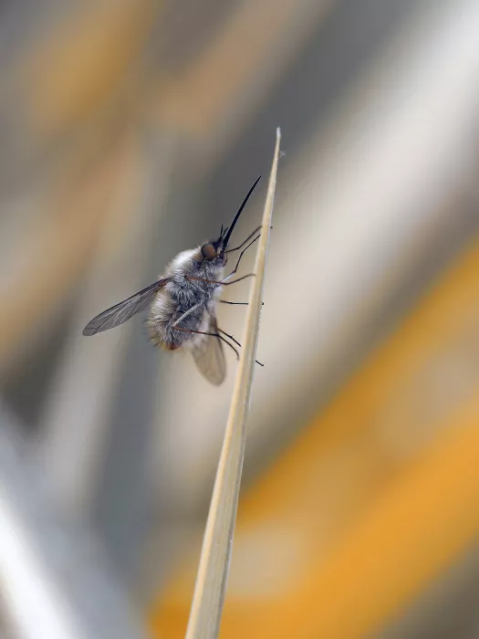 Dufour, Thierry: Via ferrata...