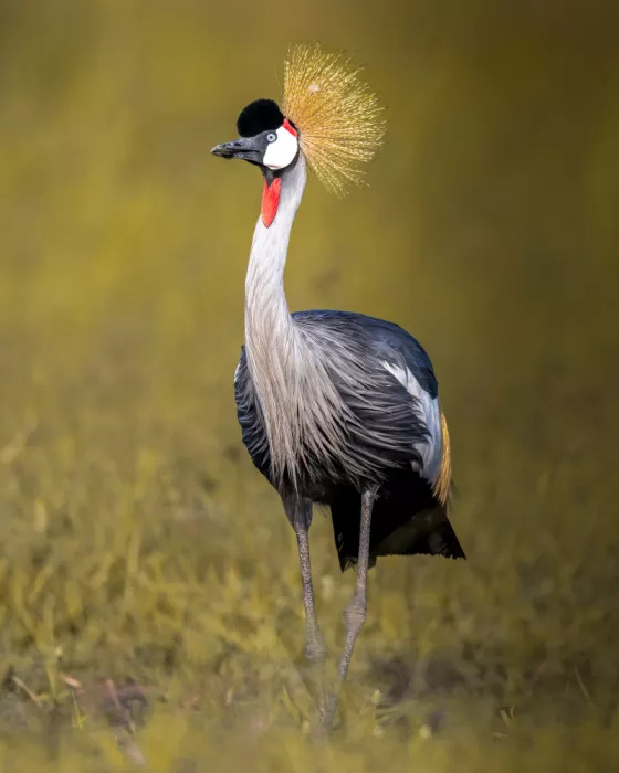 Elsheshtawy, Ahmed: Crowned Crane