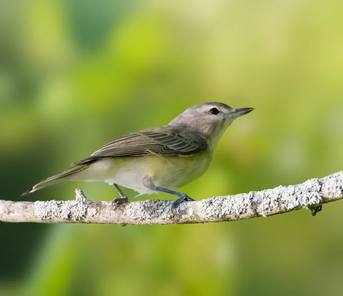 Zhang, Robert: Vireo zpěvavý na větvi